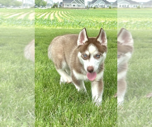 Medium Photo #3 Siberian Husky Puppy For Sale in GREENFIELD, IN, USA