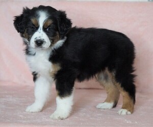 Australian Shepherd Puppy for sale in FREDERICKSBG, OH, USA