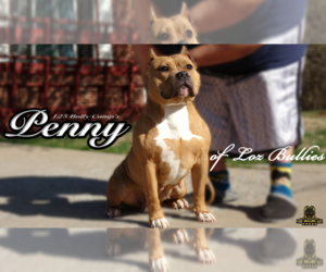 Mother of the American Bully puppies born on 11/08/2024