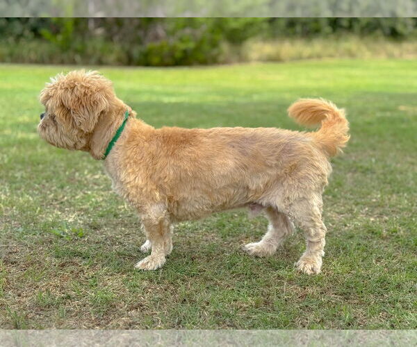 Medium Photo #3 Shih Tzu Puppy For Sale in PIPE CREEK, TX, USA