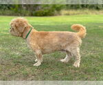 Small #2 Shih Tzu