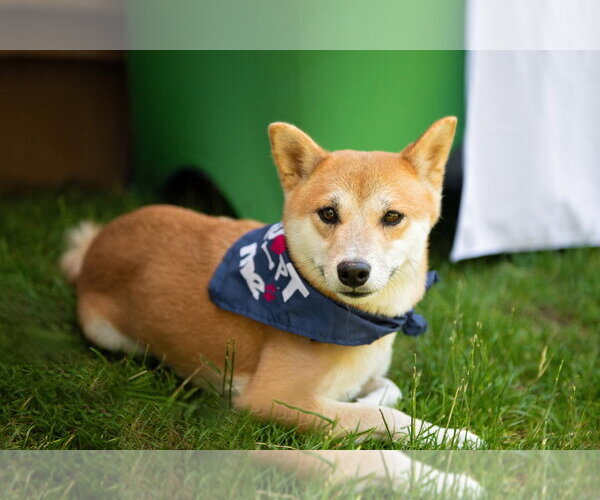Medium Photo #4 Shiba Inu Puppy For Sale in Oak Bluffs, MA, USA