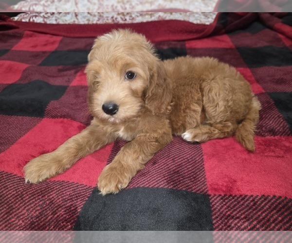 Medium Photo #9 Goldendoodle Puppy For Sale in DUBLIN, TX, USA