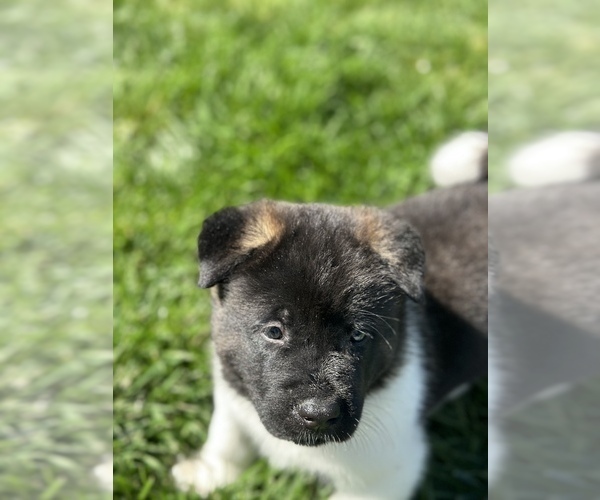 Medium Photo #7 Akita Puppy For Sale in DIXON, CA, USA