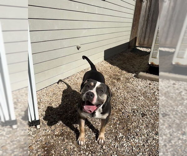 Medium Photo #1 American Bulldog-Unknown Mix Puppy For Sale in  Katy, TX, USA