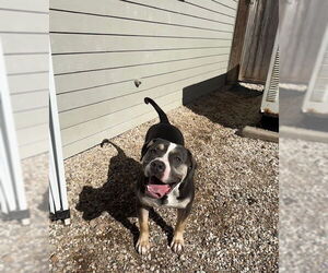 American Bulldog-Unknown Mix Dogs for adoption in Katy, TX, USA