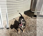 Small American Bulldog Mix
