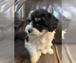 Puppy Puppy 4 ShihPoo