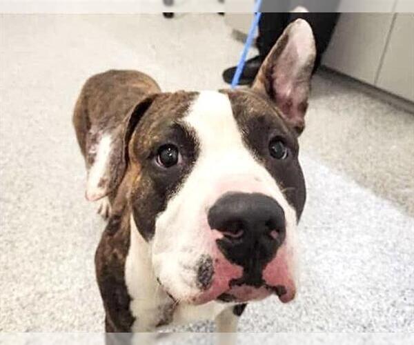 Medium Photo #2 Bullypit Puppy For Sale in Houston, TX, USA