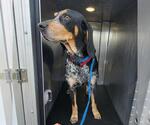 Small Bluetick Coonhound