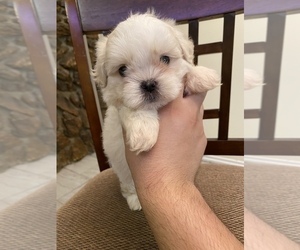 Shih Tzu Puppy for sale in ONTARIO, CA, USA