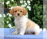 Small #2 Cavapoo