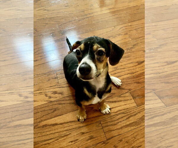 Medium Photo #3 Cheagle Puppy For Sale in Virginia Beach, VA, USA