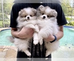 Small Photo #6 Pomeranian Puppy For Sale in WINDERMERE, FL, USA