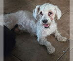 Small #3 Poodle (Miniature)