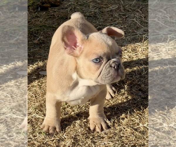 Medium Photo #5 French Bulldog Puppy For Sale in TEMPLE, TX, USA