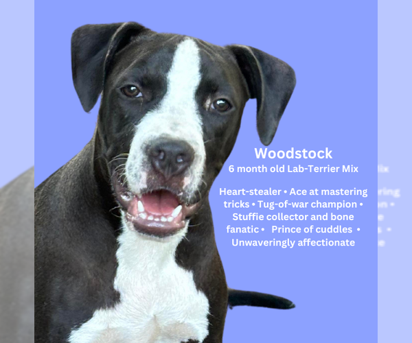 Medium Photo #5 American Pit Bull Terrier-Labrador Retriever Mix Puppy For Sale in Tuscaloosa, AL, USA