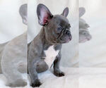 Small Photo #8 French Bulldog Puppy For Sale in BRIDGEWATER, NJ, USA