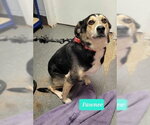 Small #1 Australian Shepherd-Coonhound Mix