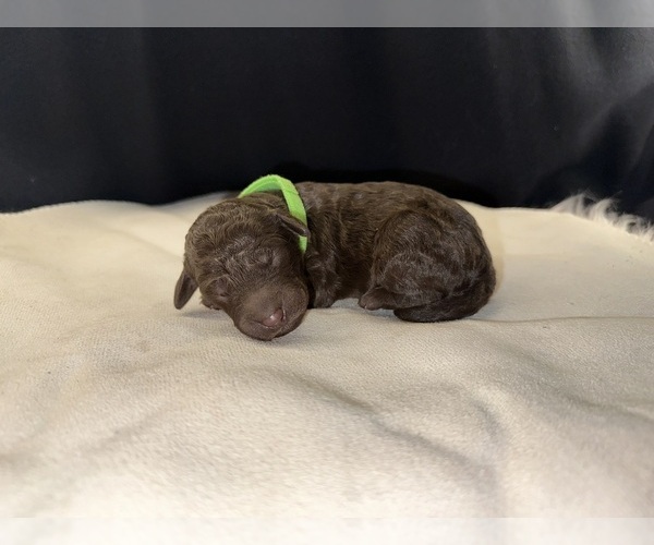 Medium Photo #16 Aussiedoodle Puppy For Sale in LA CRESCENT, MN, USA