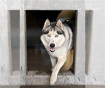 Small Siberian Husky Mix