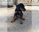Small #28 Doberman Pinscher