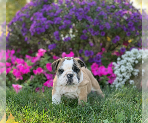 Medium Photo #10 English Bulldog Puppy For Sale in NAPPANEE, IN, USA