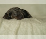 Small #2 Dachshund