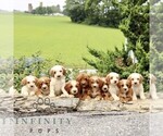 Small #1 Goldendoodle (Miniature)