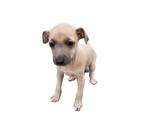 Puppy Lui Italian Greyhound