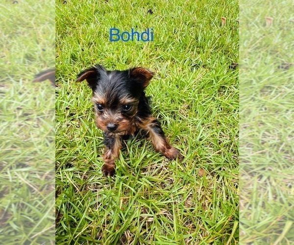 Medium Photo #3 Yorkshire Terrier Puppy For Sale in BROOKHAVEN, MS, USA