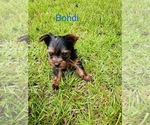 Small #2 Yorkshire Terrier