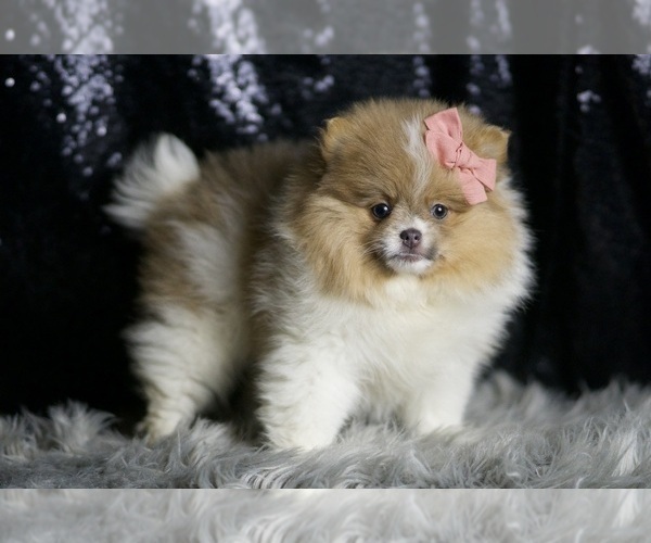 Medium Photo #21 Pomeranian Puppy For Sale in WARSAW, IN, USA