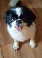 Mother of the Japanese Chin puppies born on 12/28/2017