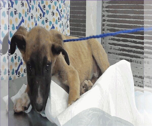 Medium Photo #3 Collie-German Shepherd Dog Mix Puppy For Sale in Lakewood, CO, USA