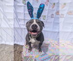 Small #7 American Staffordshire Terrier