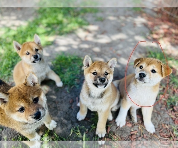 Medium Photo #14 Shiba Inu Puppy For Sale in FREMONT, CA, USA