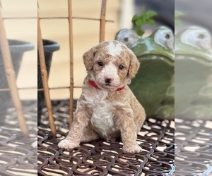 Goldendoodle (Miniature) Puppy for sale in SAINT MARYS, KS, USA