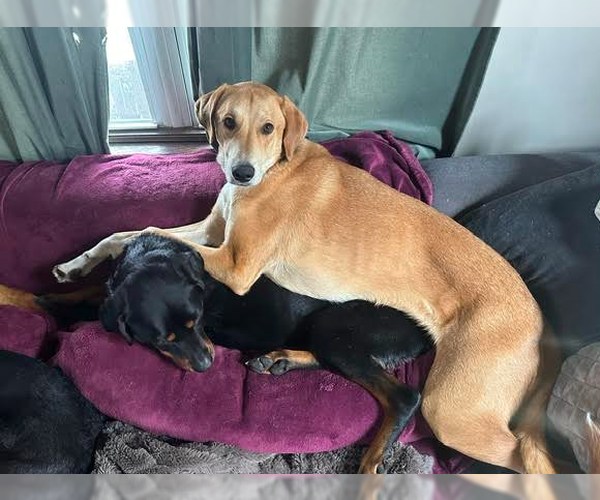 Medium Photo #7 Doberman Pinscher-Great Pyrenees Mix Puppy For Sale in Brooklyn Center, MN, USA