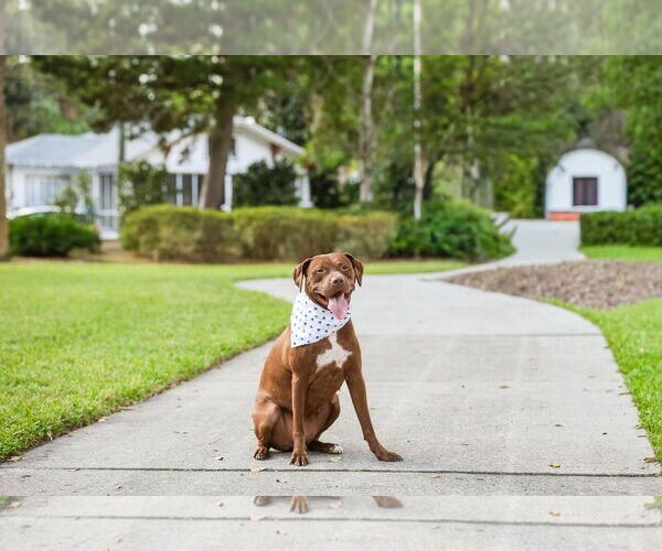 Medium Photo #4 Mutt Puppy For Sale in  Gainesville, FL, USA