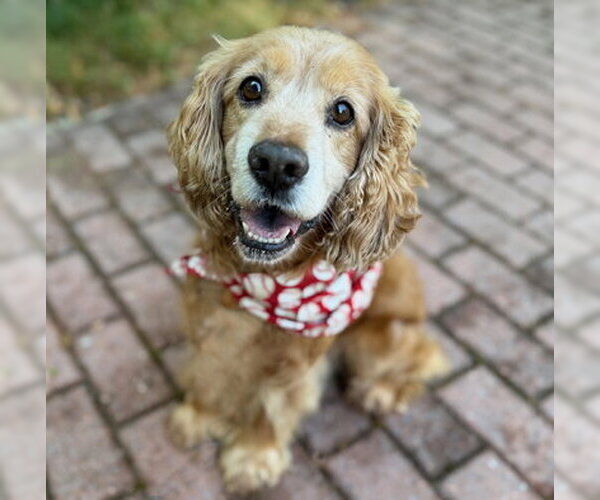 Medium Photo #2 Cocker Spaniel Puppy For Sale in Arlington, VA, USA