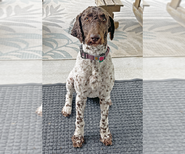 Medium Photo #1 Poodle (Standard) Puppy For Sale in SUFFOLK, VA, USA