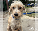 Small #1 Mutt