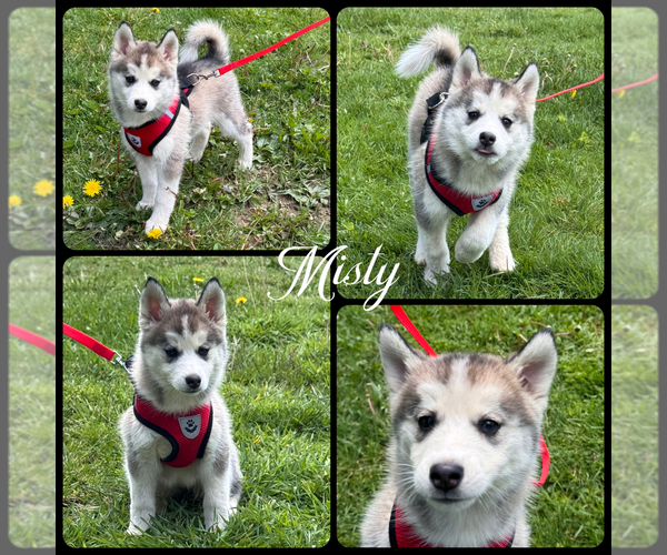 Medium Photo #8 Pomsky Puppy For Sale in VENUS, PA, USA