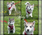 Puppy Misty Pomsky
