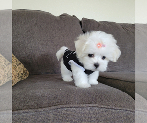 Maltese Puppy for Sale in SANTA CLARITA, California USA