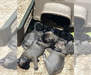 Bullmastiff Litter for sale in BUFFALO VALLEY, TN, USA