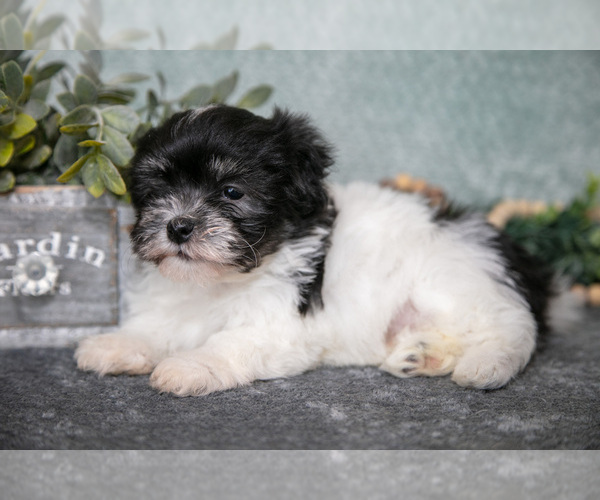 Medium Photo #7 Havanese Puppy For Sale in CLARE, MI, USA