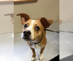 Chihuahua Dogs for adoption in Redlands, CA, USA