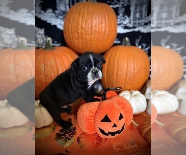 Medium Photo #22 French Bulldog Puppy For Sale in YUCCA VALLEY, CA, USA